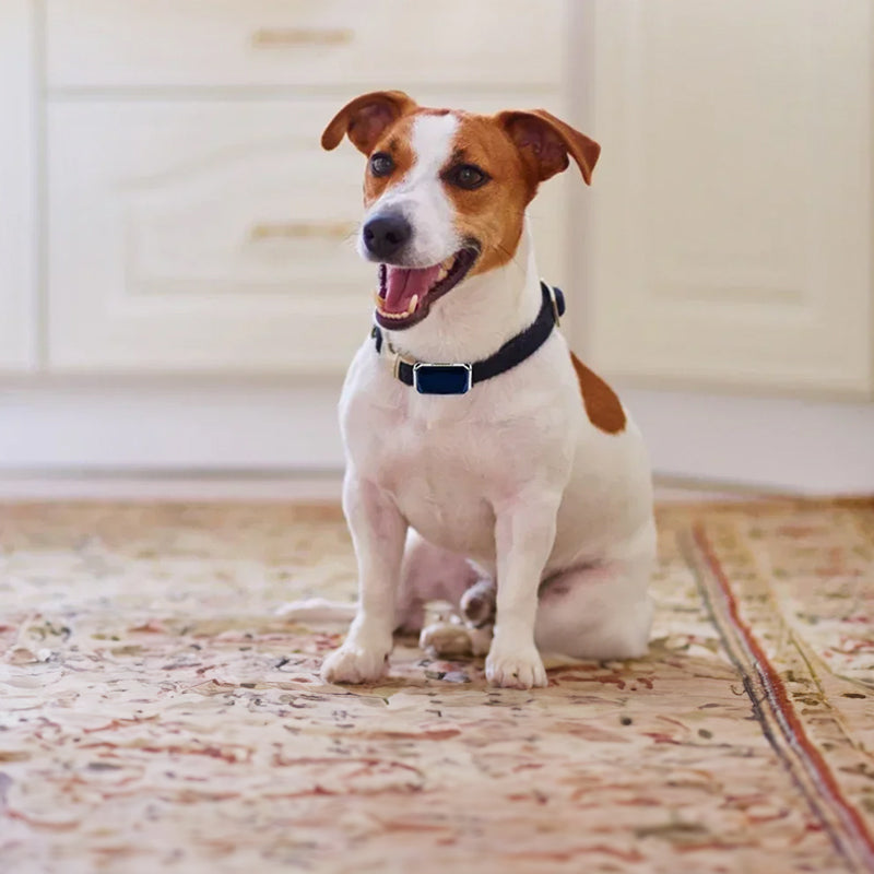 Smart GPS pet tracker: Mini, waterproof, collar for dogs & cats