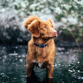 Smart GPS pet tracker: Mini, waterproof, collar for dogs & cats