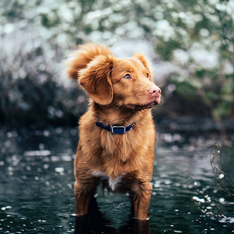 Smart GPS pet tracker: Mini, waterproof, collar for dogs & cats
