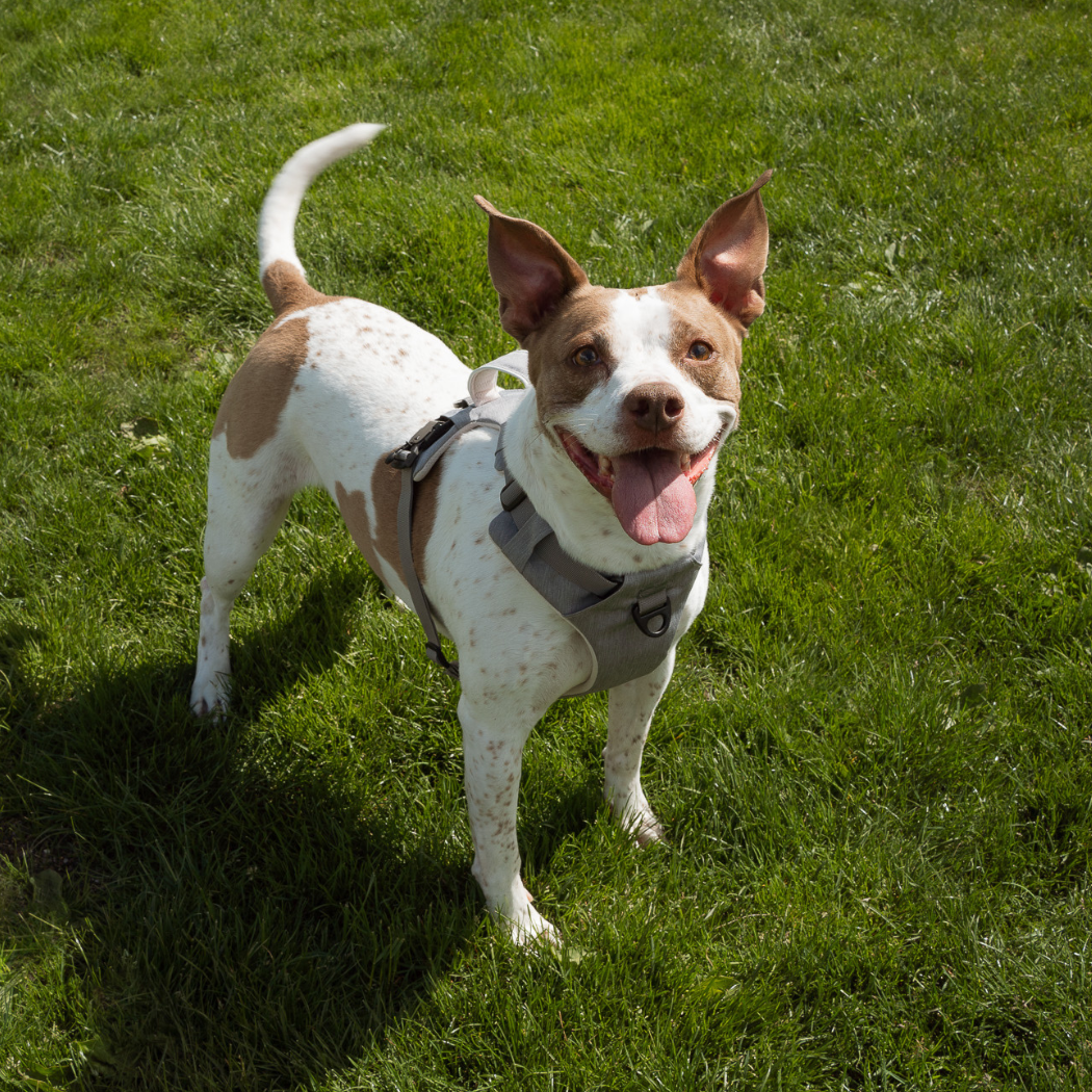 Magnetic Dog Harness with Handle - Easy On, No-Pull Design